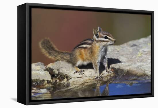 Townsend's Chipmunk-Ken Archer-Framed Premier Image Canvas