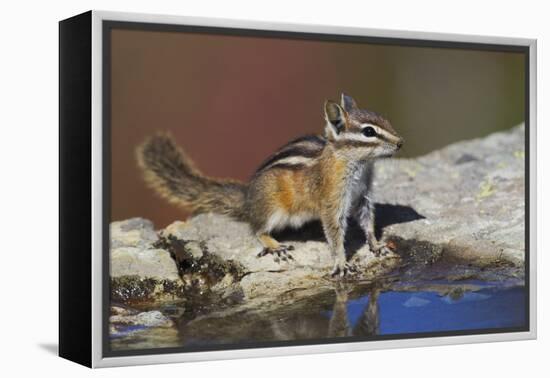 Townsend's Chipmunk-Ken Archer-Framed Premier Image Canvas