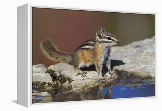 Townsend's Chipmunk-Ken Archer-Framed Premier Image Canvas