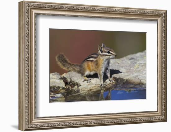 Townsend's Chipmunk-Ken Archer-Framed Photographic Print