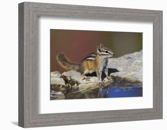 Townsend's Chipmunk-Ken Archer-Framed Photographic Print