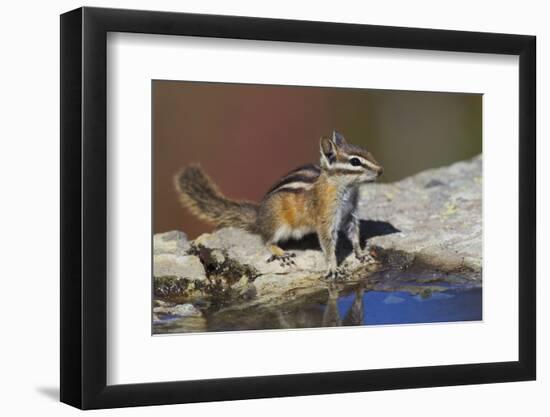 Townsend's Chipmunk-Ken Archer-Framed Photographic Print