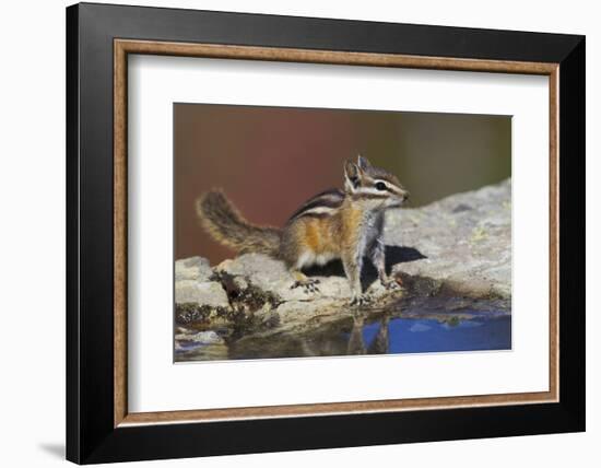 Townsend's Chipmunk-Ken Archer-Framed Photographic Print