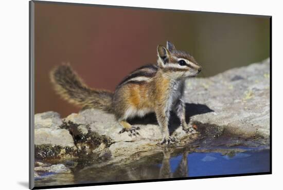 Townsend's Chipmunk-Ken Archer-Mounted Photographic Print