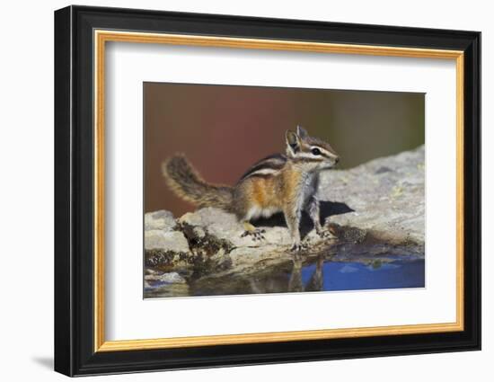 Townsend's Chipmunk-Ken Archer-Framed Photographic Print