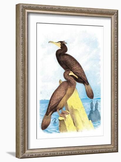 Townsend's Cormorant-Theodore Jasper-Framed Art Print