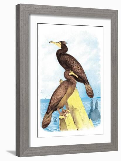 Townsend's Cormorant-Theodore Jasper-Framed Art Print