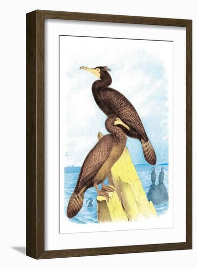 Townsend's Cormorant-Theodore Jasper-Framed Art Print