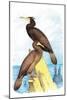 Townsend's Cormorant-Theodore Jasper-Mounted Art Print