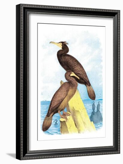 Townsend's Cormorant-Theodore Jasper-Framed Art Print