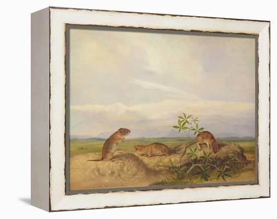 Townsend's Meadow Mouse, Meadow Vale and Swamp Rice Rat (Or Rice Meadow House)-John Woodhouse Audubon-Framed Premier Image Canvas