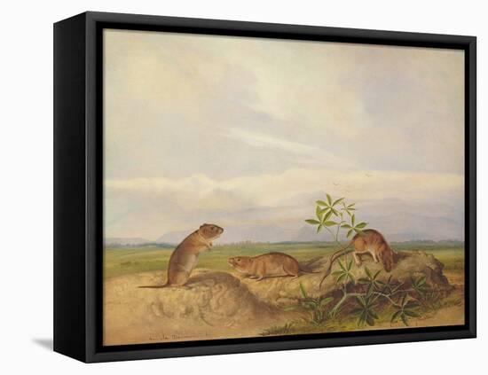 Townsend's Meadow Mouse, Meadow Vale and Swamp Rice Rat (Or Rice Meadow House)-John Woodhouse Audubon-Framed Premier Image Canvas