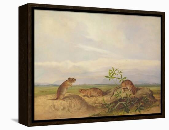 Townsend's Meadow Mouse, Meadow Vale and Swamp Rice Rat (Or Rice Meadow House)-John Woodhouse Audubon-Framed Premier Image Canvas