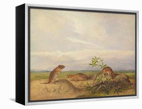 Townsend's Meadow Mouse, Meadow Vale and Swamp Rice Rat (Or Rice Meadow House)-John Woodhouse Audubon-Framed Premier Image Canvas