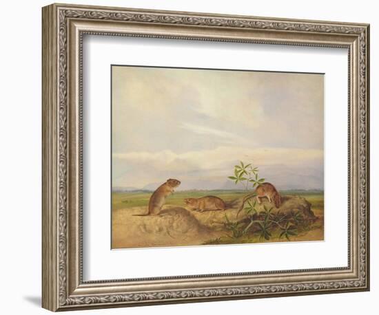 Townsend's Meadow Mouse, Meadow Vale and Swamp Rice Rat (Or Rice Meadow House)-John Woodhouse Audubon-Framed Giclee Print