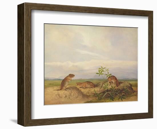 Townsend's Meadow Mouse, Meadow Vale and Swamp Rice Rat (Or Rice Meadow House)-John Woodhouse Audubon-Framed Giclee Print