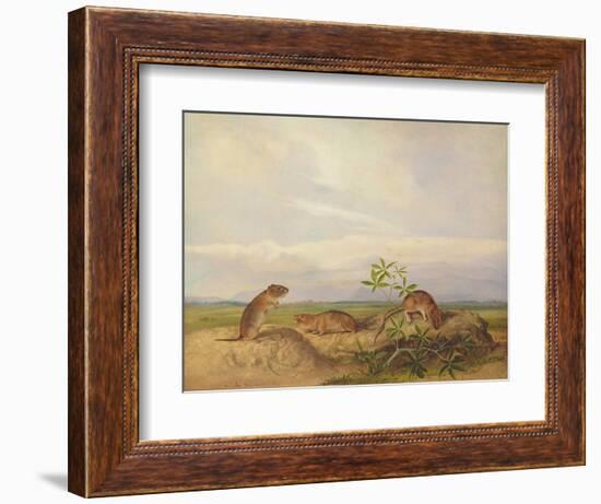 Townsend's Meadow Mouse, Meadow Vale and Swamp Rice Rat (Or Rice Meadow House)-John Woodhouse Audubon-Framed Giclee Print