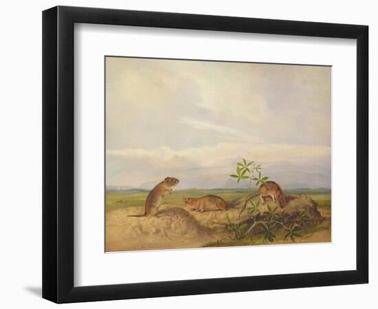 Townsend's Meadow Mouse, Meadow Vale and Swamp Rice Rat (Or Rice Meadow House)-John Woodhouse Audubon-Framed Giclee Print