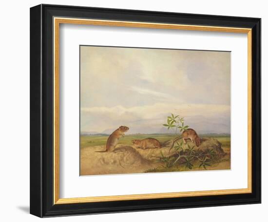 Townsend's Meadow Mouse, Meadow Vale and Swamp Rice Rat (Or Rice Meadow House)-John Woodhouse Audubon-Framed Giclee Print