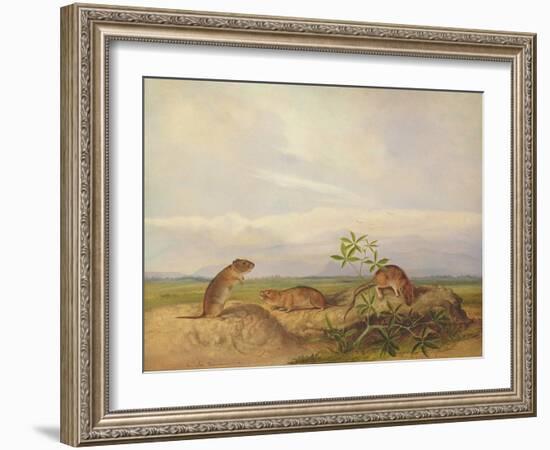 Townsend's Meadow Mouse, Meadow Vale and Swamp Rice Rat (Or Rice Meadow House)-John Woodhouse Audubon-Framed Giclee Print