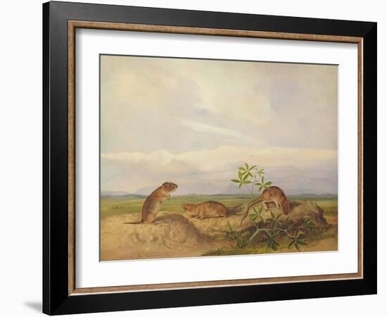 Townsend's Meadow Mouse, Meadow Vale and Swamp Rice Rat (Or Rice Meadow House)-John Woodhouse Audubon-Framed Giclee Print