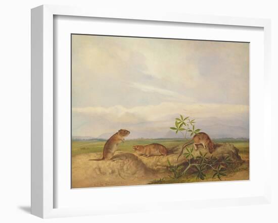 Townsend's Meadow Mouse, Meadow Vale and Swamp Rice Rat (Or Rice Meadow House)-John Woodhouse Audubon-Framed Giclee Print