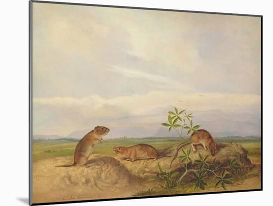 Townsend's Meadow Mouse, Meadow Vale and Swamp Rice Rat (Or Rice Meadow House)-John Woodhouse Audubon-Mounted Giclee Print