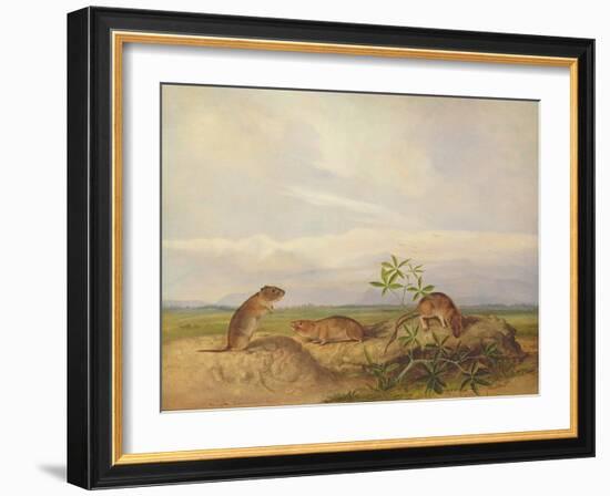 Townsend's Meadow Mouse, Meadow Vale and Swamp Rice Rat (Or Rice Meadow House)-John Woodhouse Audubon-Framed Giclee Print