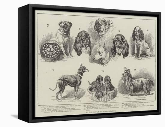 Toy Dog Show at the Royal Aquarium-null-Framed Premier Image Canvas