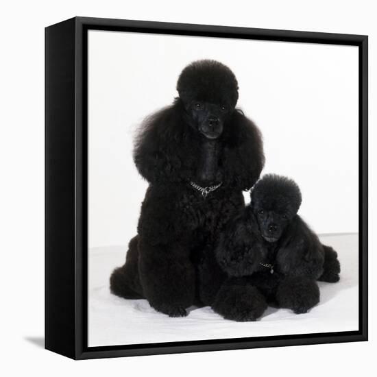 Toy Poodle Dog with Puppy-null-Framed Premier Image Canvas