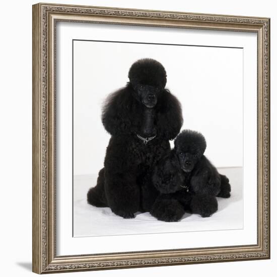 Toy Poodle Dog with Puppy-null-Framed Photographic Print