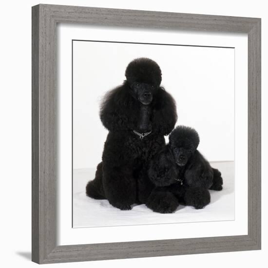 Toy Poodle Dog with Puppy-null-Framed Photographic Print