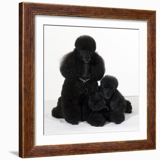 Toy Poodle Dog with Puppy-null-Framed Photographic Print