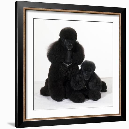 Toy Poodle Dog with Puppy-null-Framed Photographic Print