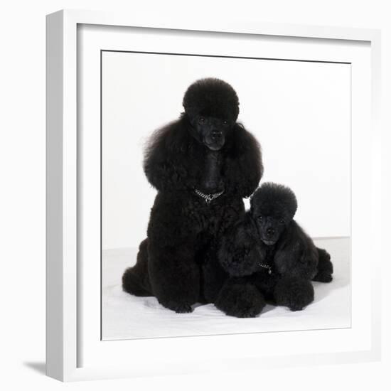 Toy Poodle Dog with Puppy-null-Framed Photographic Print