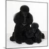 Toy Poodle Dog with Puppy-null-Mounted Photographic Print