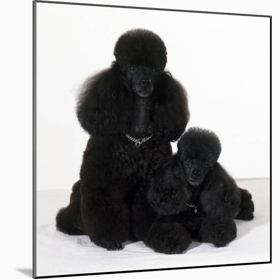 Toy Poodle Dog with Puppy-null-Mounted Photographic Print