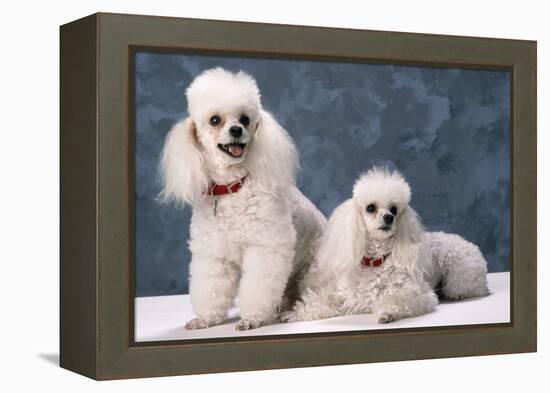 Toy Poodle Dogs-null-Framed Premier Image Canvas