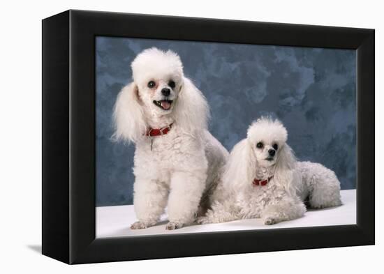 Toy Poodle Dogs-null-Framed Premier Image Canvas