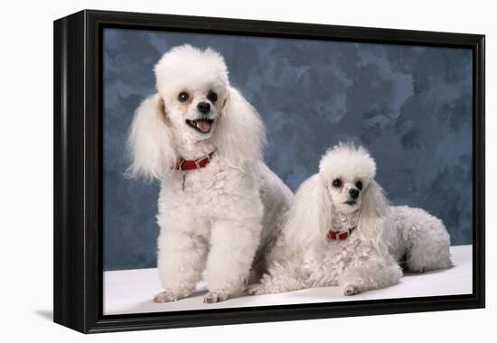 Toy Poodle Dogs-null-Framed Premier Image Canvas