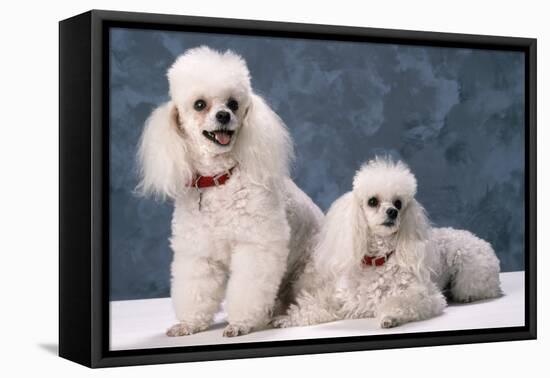 Toy Poodle Dogs-null-Framed Premier Image Canvas