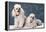 Toy Poodle Dogs-null-Framed Premier Image Canvas