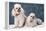 Toy Poodle Dogs-null-Framed Premier Image Canvas