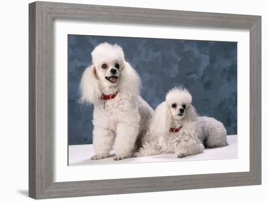 Toy Poodle Dogs-null-Framed Photographic Print