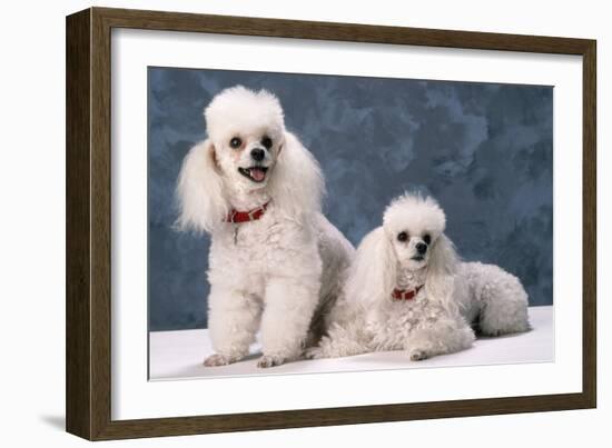 Toy Poodle Dogs-null-Framed Photographic Print