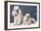 Toy Poodle Dogs-null-Framed Photographic Print