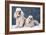 Toy Poodle Dogs-null-Framed Photographic Print