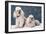 Toy Poodle Dogs-null-Framed Photographic Print