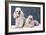 Toy Poodle Dogs-null-Framed Photographic Print