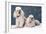 Toy Poodle Dogs-null-Framed Photographic Print